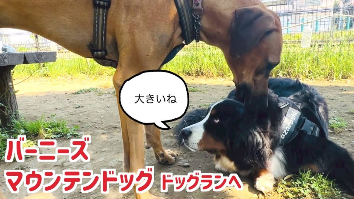 早朝ドッグランを楽しむバーニーズマウンテンドッグ