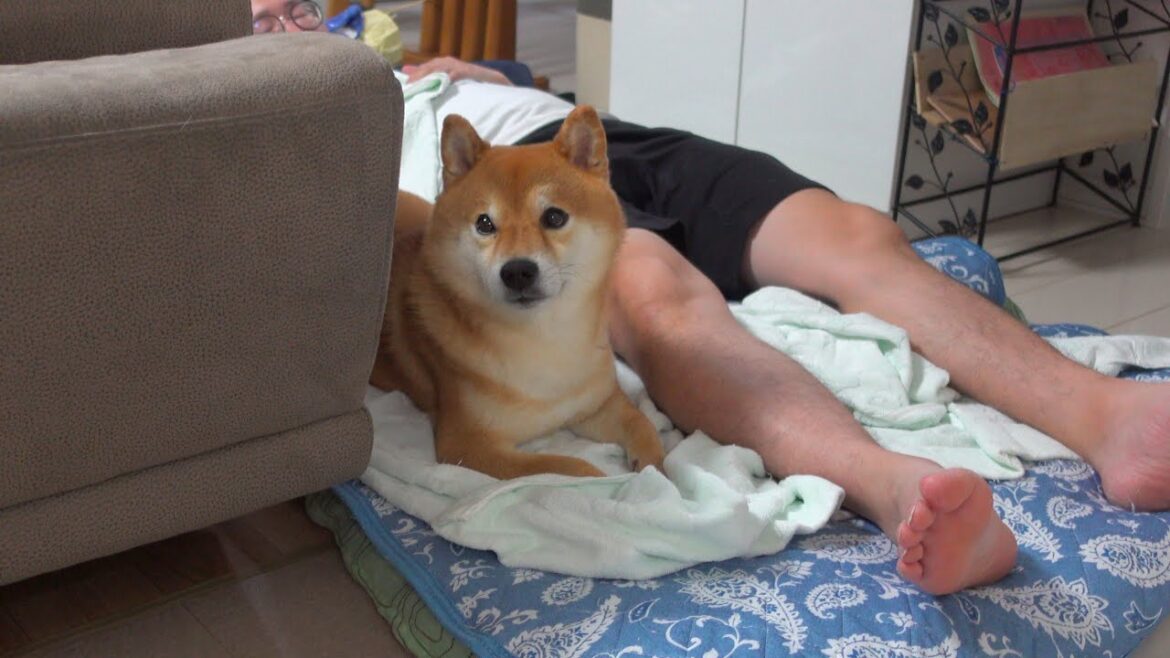 柴犬ハチと急遽実家へ！しかし深夜飼い主は大きなミスに気付きました…