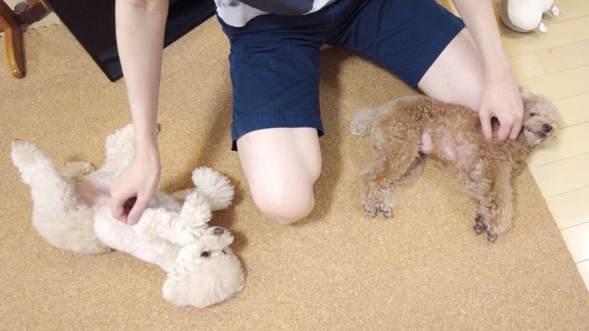 見送り損ねたパパさんが帰ってきてたっぷり甘えるトイプードル兄妹 見送り損ねたパパさんが帰ってきてたっぷり甘えるトイプードル兄妹