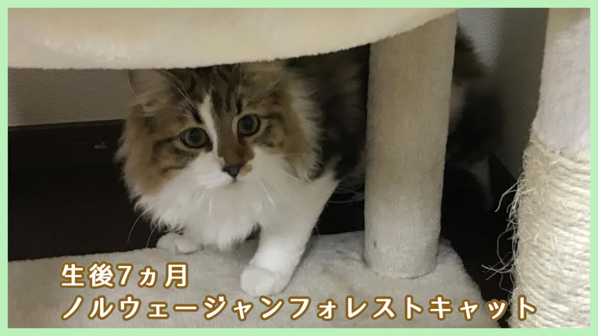 【猫と去勢手術(後編)】やんのかステップ発動【ノルウェージャンフォレストキャット】 【猫と去勢手術(後編)】やんのかステップ発動【ノルウェージャンフォレストキャット】