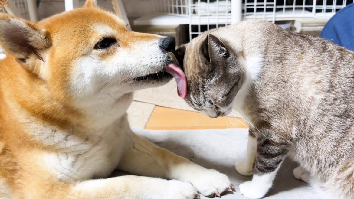 柴犬ママや先輩猫たちに甘えたくて家中をウロウロしてしまうお姫様猫