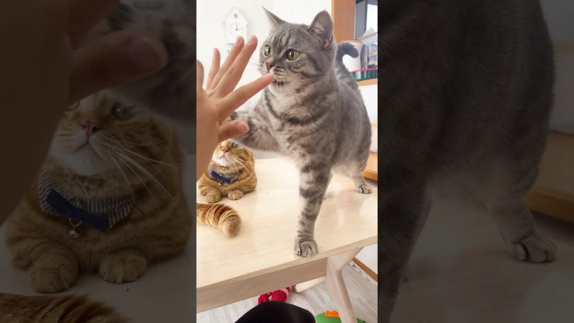 子供のハイタッチ練習を見守っていた茶々パパが... #猫 #マンチカン #shorts