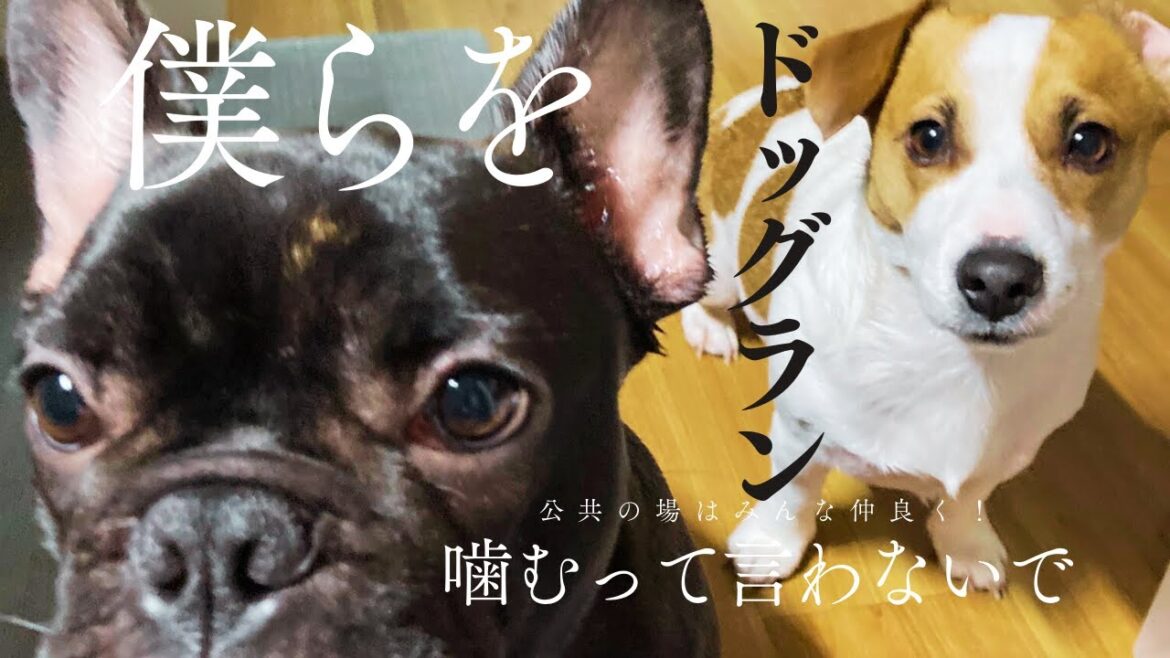 ドッグランでトラブルに遭いました。ボール遊びが開花した日のフレブル。　#あしゅらご　#犬