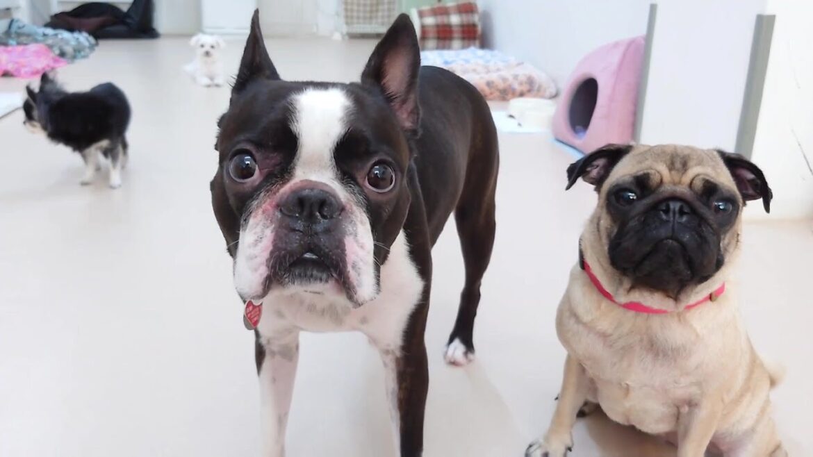 ボストンテリアとパグの姉妹合流 🐶ひみつきちなう!①🐶  2023年9月10日 ボストンテリアとパグの姉妹合流 🐶ひみつきちなう!①🐶  2023年9月10日