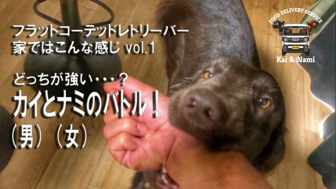 家ではこんな感じvol.1｜カイとナミのバトル！フラットコーテッドレトリーバーという犬種