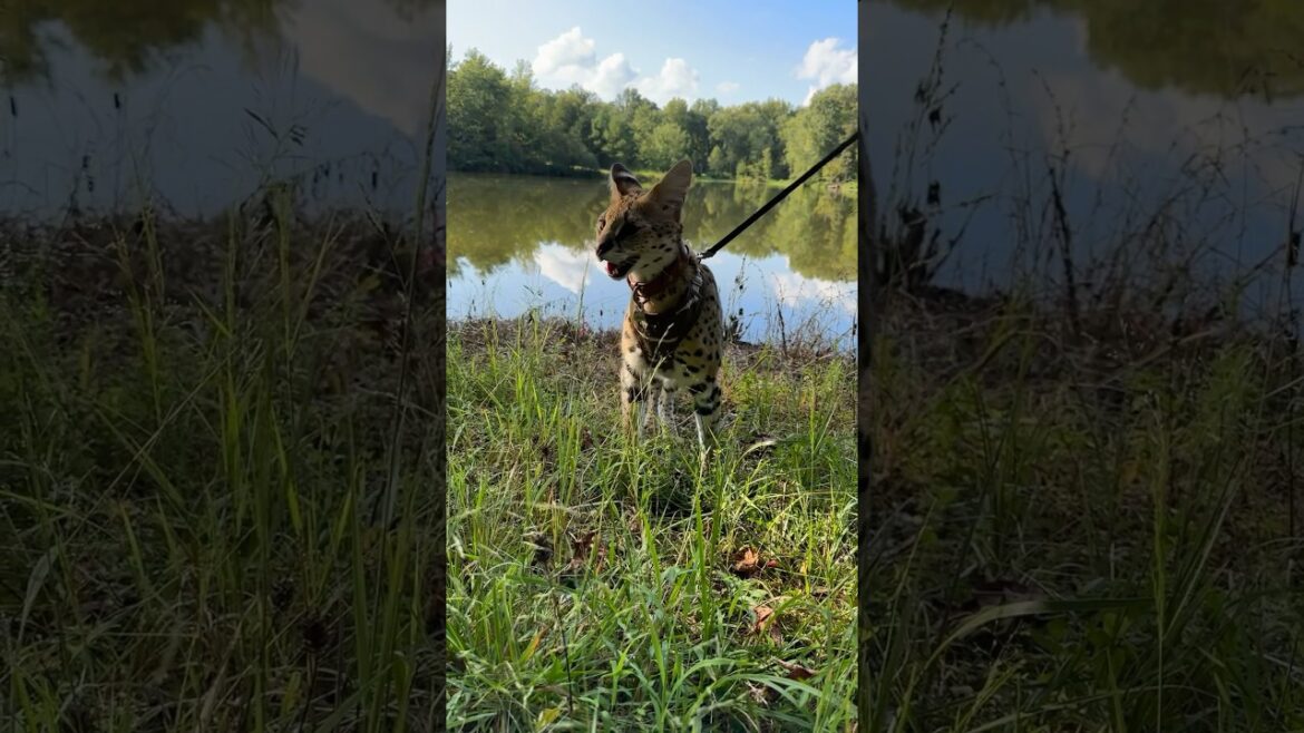 Serval Eating Grass at the Lake #serval #shorts