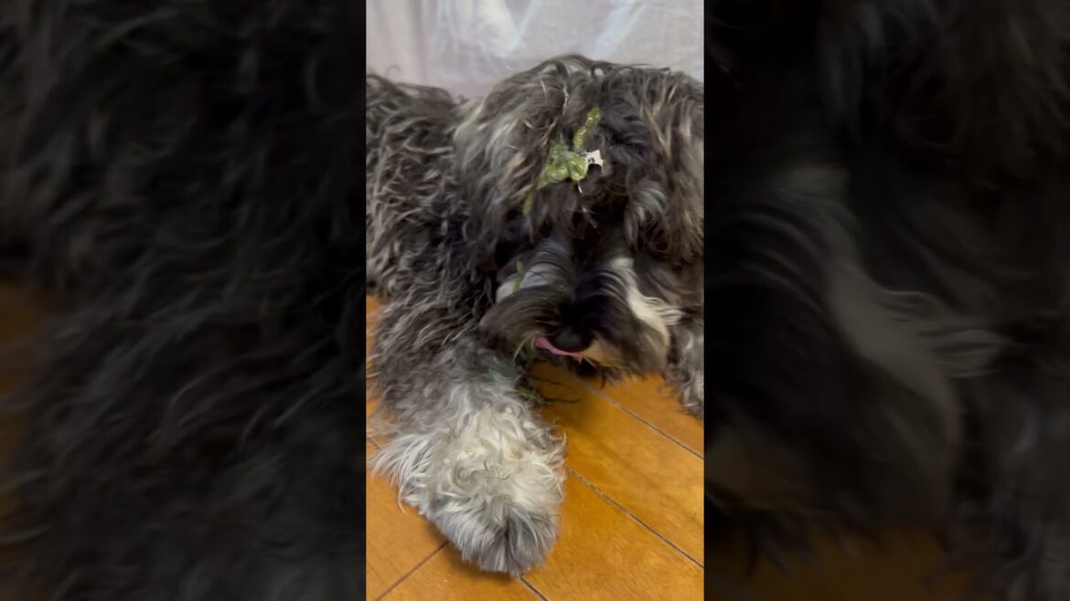 コンゴウインコのウンチ💩が🐶に直撃( ﾟДﾟ)