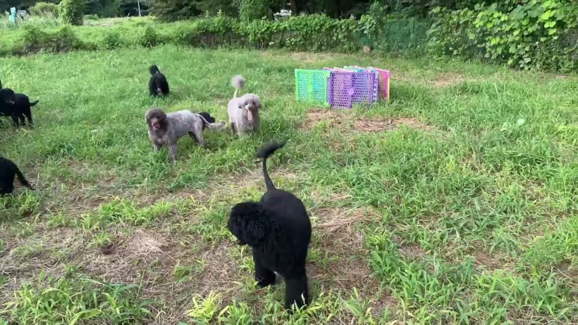 #ポーチュギーズウォータードッグ#ダンディディンモントテリア 草むら大好き❤