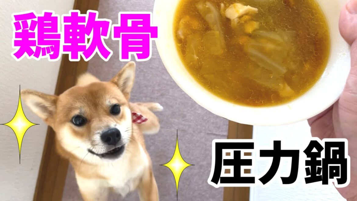 壁に激突しながらも喜びの舞を連発！　柴犬小夏　鶏軟骨具沢山スープをいただく　圧力鍋