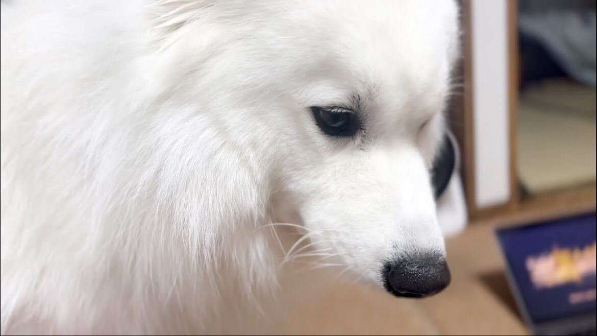 大好きなママから本気の注意を受けてしょんぼりしてしまう犬【サモエド】