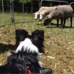 【シープドッグ体験】初めての羊追い！牧羊犬の本能が意外な形で発揮された・・・？！【ボーダーコリー】
