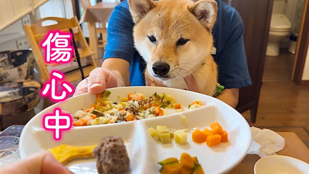 怪我をしてしばらく落ち込んでいたのに豪華ランチを目の前にいつもの様子を取り戻す柴犬が可愛い