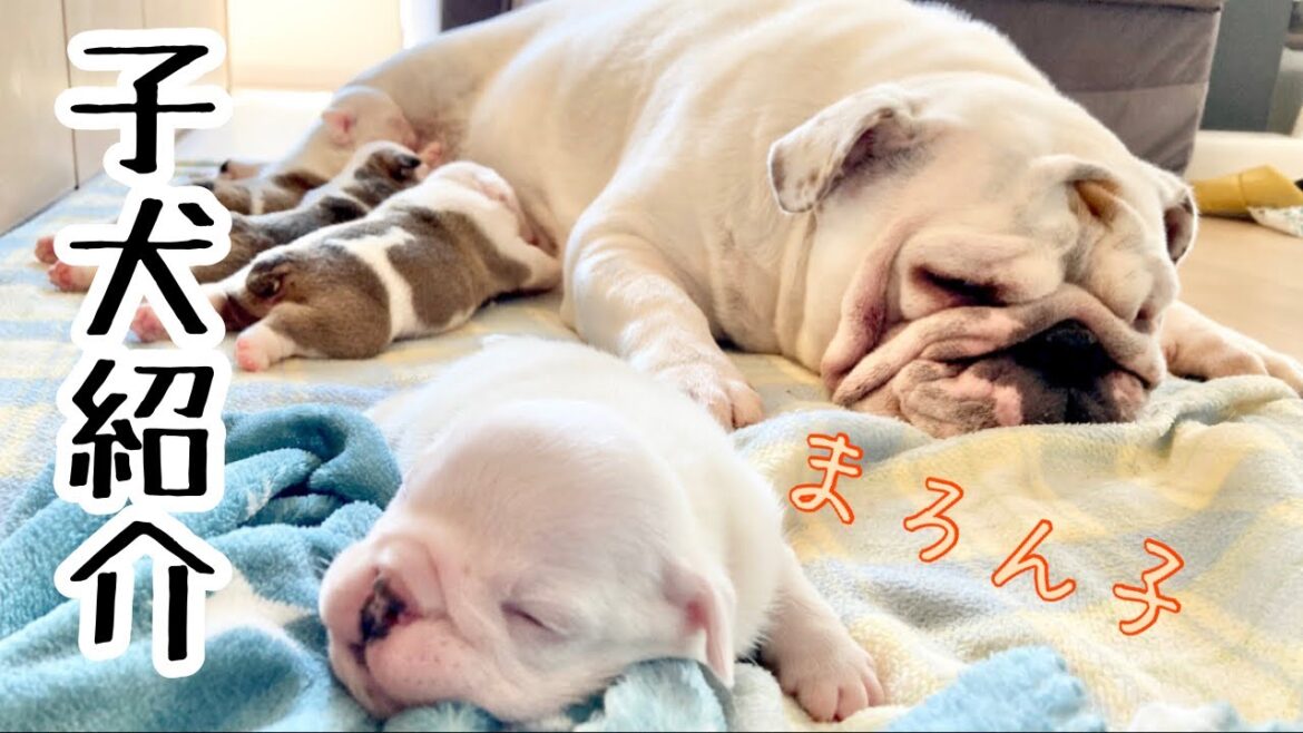 まろんの子犬　ご紹介！
