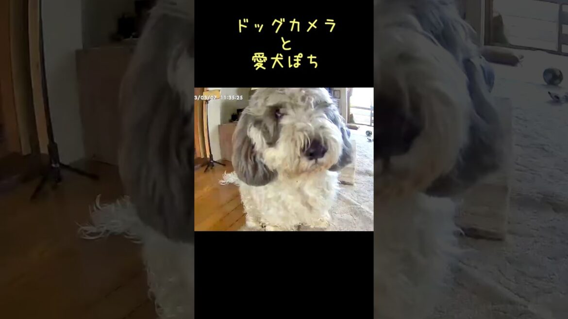 【愛犬ぽちの留守番を観察してみた❤︎】おやつが出てくるお留守番カメラが大好きすぎる犬