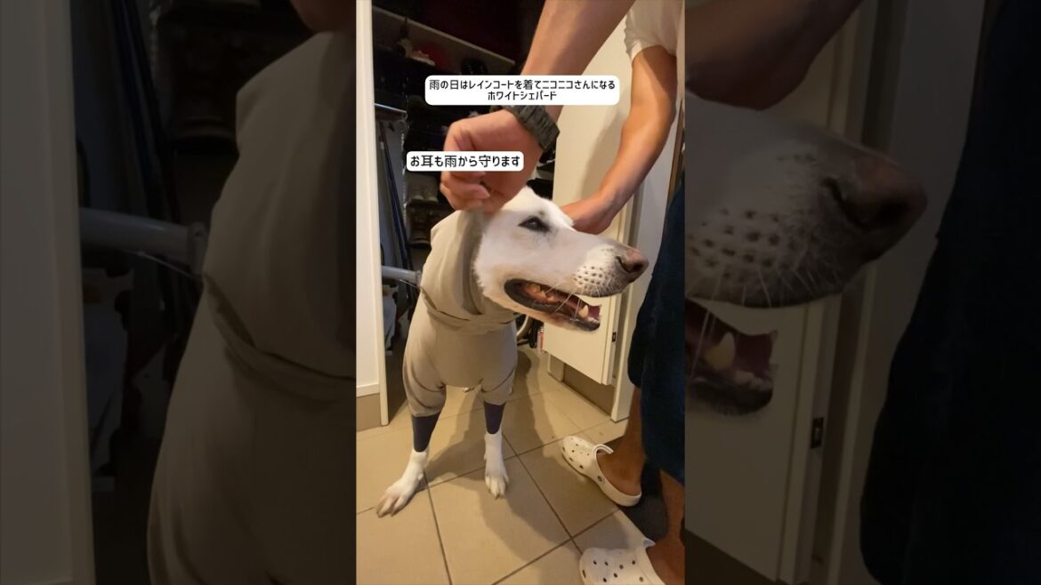 雨の日はレインコートを着てニコニコさんになるホワイトシェパードが可愛すぎました。#shorts 雨の日はレインコートを着てニコニコさんになるホワイトシェパードが可愛すぎました。#shorts