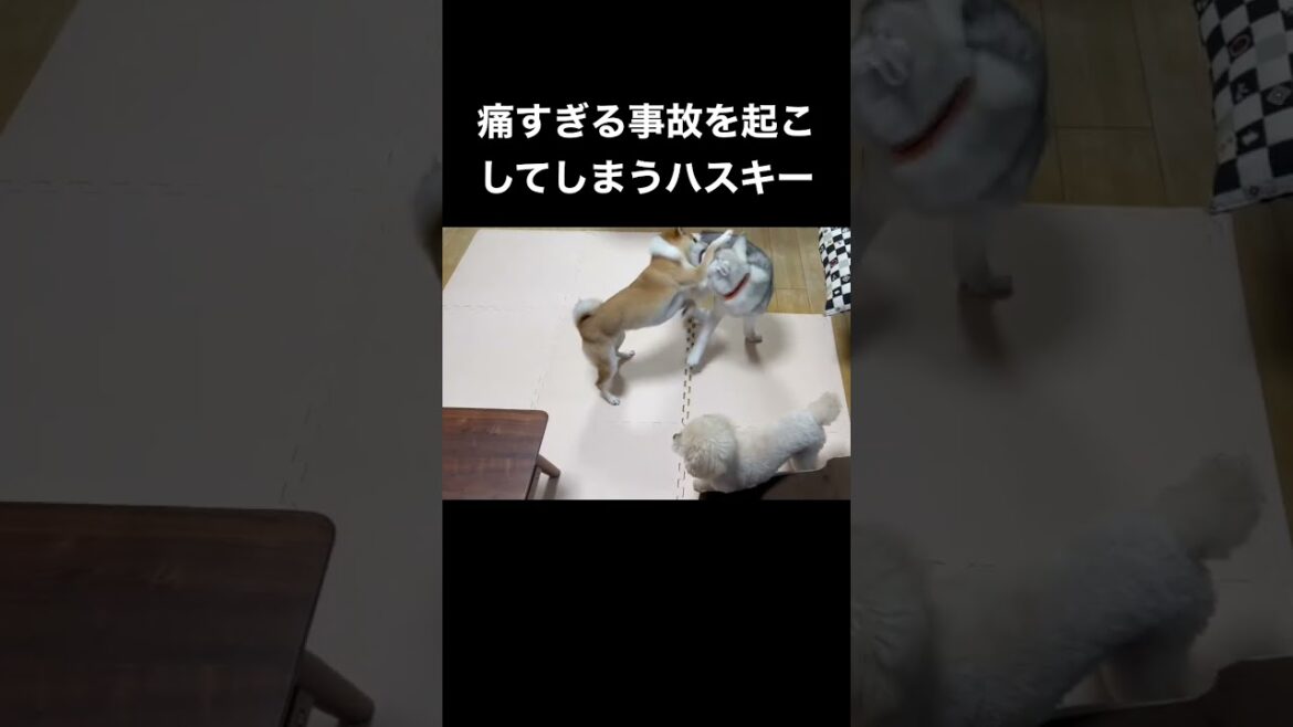 痛すぎる事故を起こすも無傷なシベリアンハスキーの子犬 #shorts
