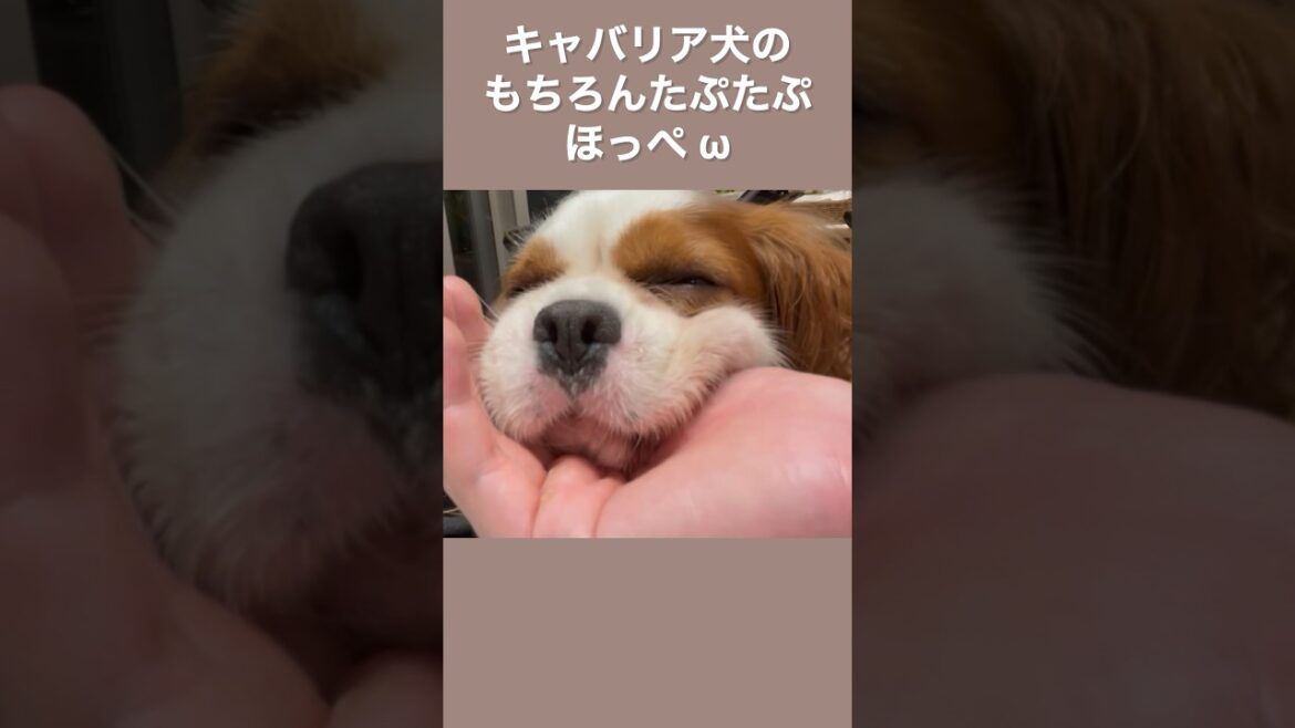 キャバリア犬のもちもちたぷたぷほっぺω (９)　#shorts