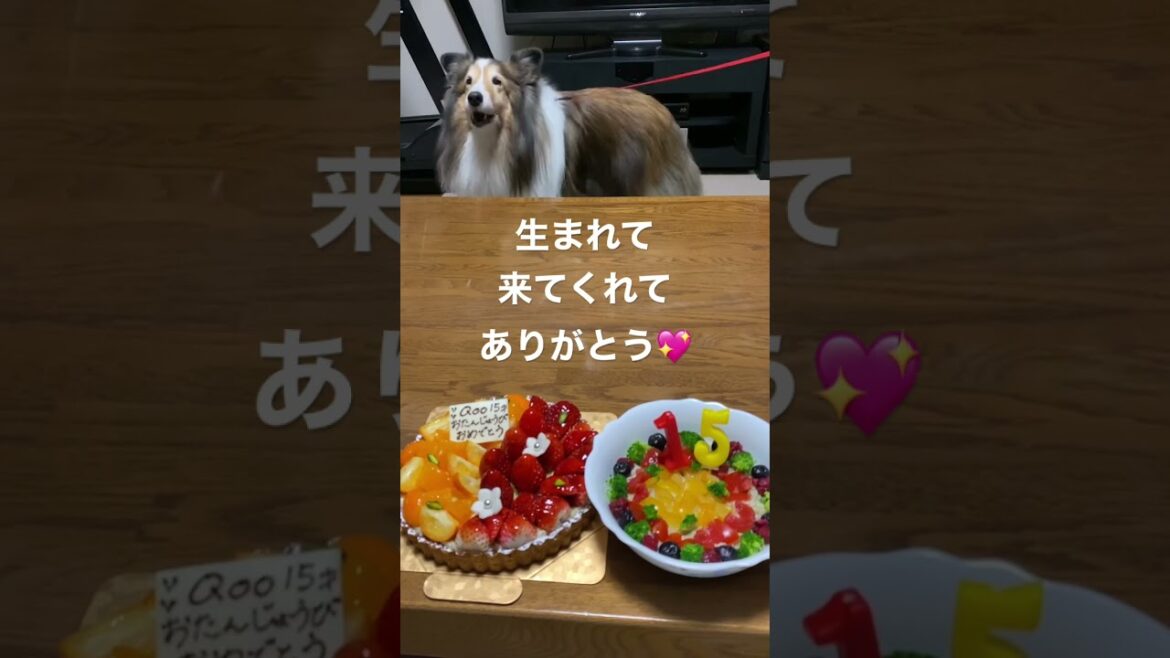 《シェルティ》 March 31st is Qoo's 15th birthday 🎂 生まれて来てくれてありがとう💖