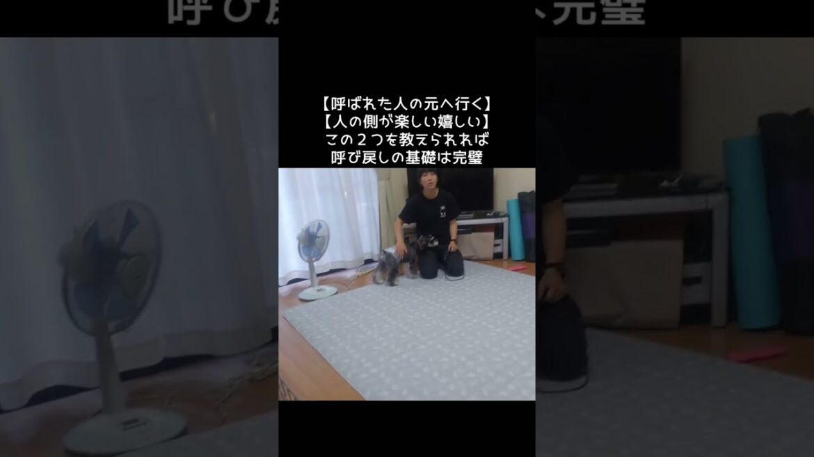 呼んでも来ないシュナウザー#dog #しつけ #ミニチュアシュナウザー