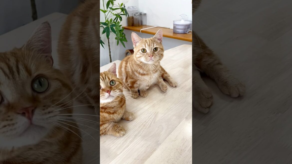 ちゃーぼーが『バン！』以外でも反応するか確認したらまさかの... #shorts #猫 #マンチカン