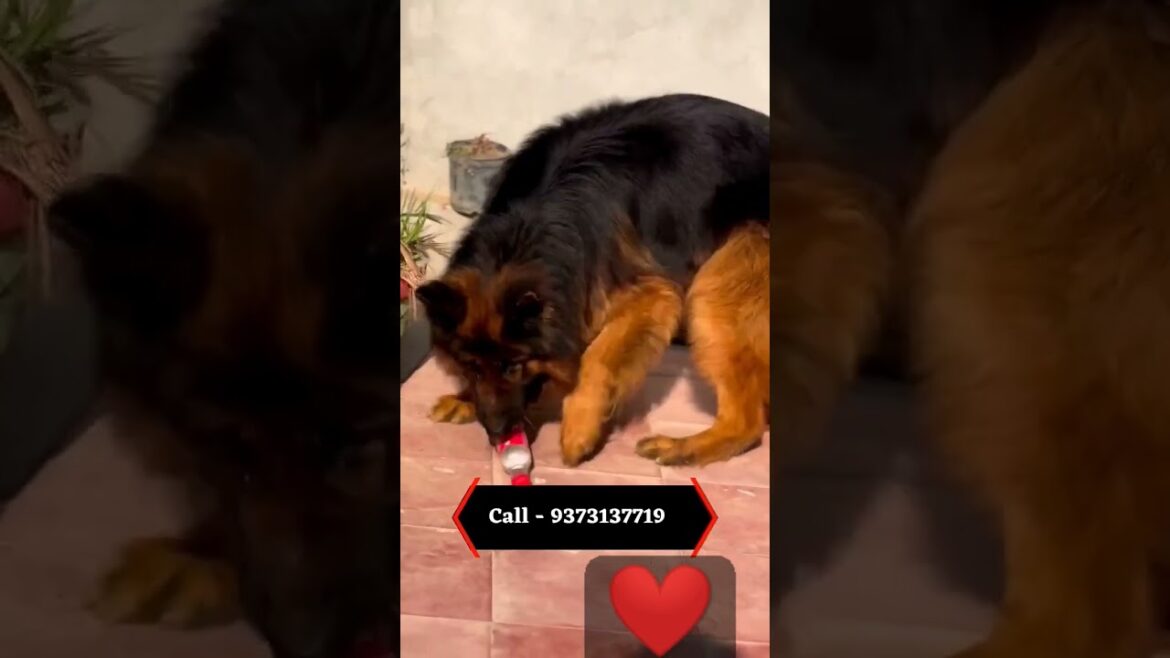 Show quality German shepherd for sale by Dogsbreedofficial | #ytshort #longcoatgermanshepherd