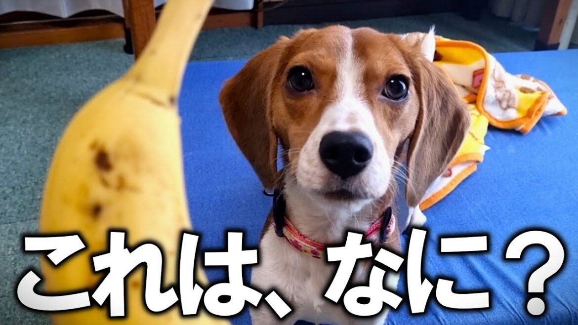 初バナナに興奮が抑えきれないビーグル