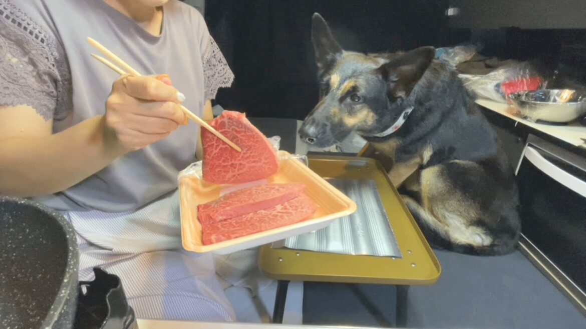 愛犬と車内でステーキ焼いたら、えらいことになった・・・！【ジャーマンシェパード】