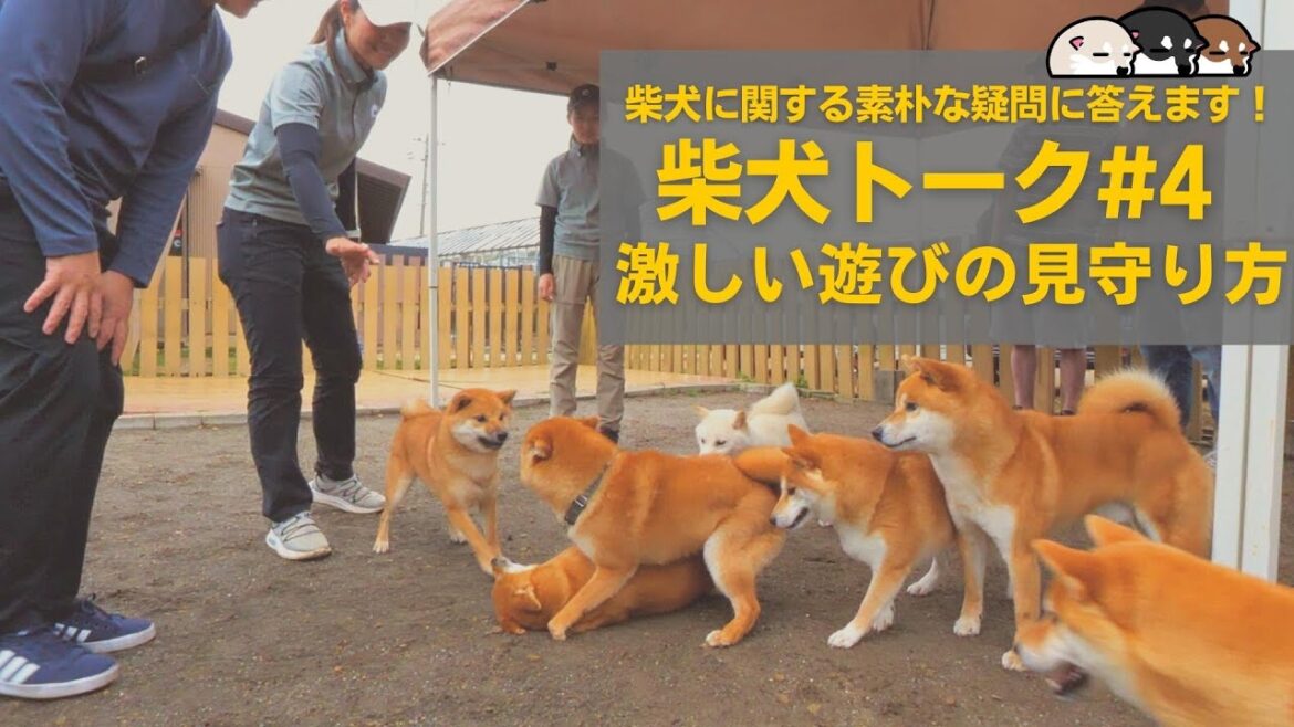 【柴犬特有激しい遊びの見守り方】柴犬トーク4【柴犬ブリーダー・柴犬の実家芝田荘】