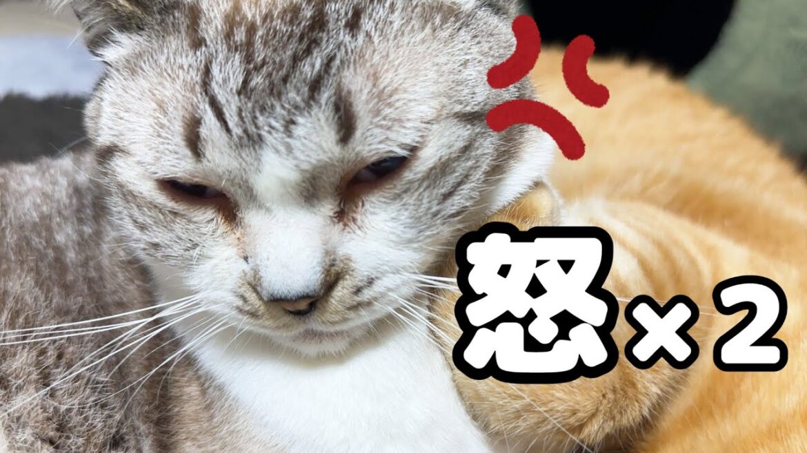 やり場のない怒りが顔の表情に出る猫ちゃんはこちらです笑