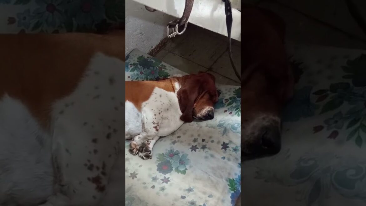 el pachón | #bassethound #funnypets #funnyanimals #shorts