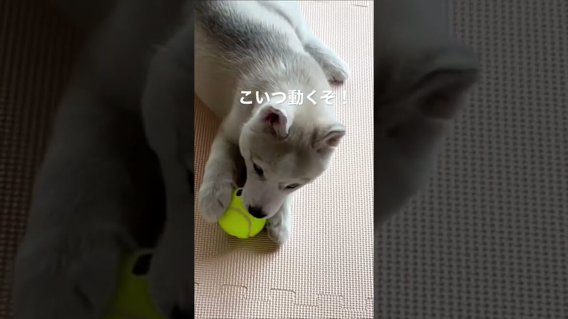 ボール遊びの楽しさを知るシベリアンハスキー子犬さん #shorts