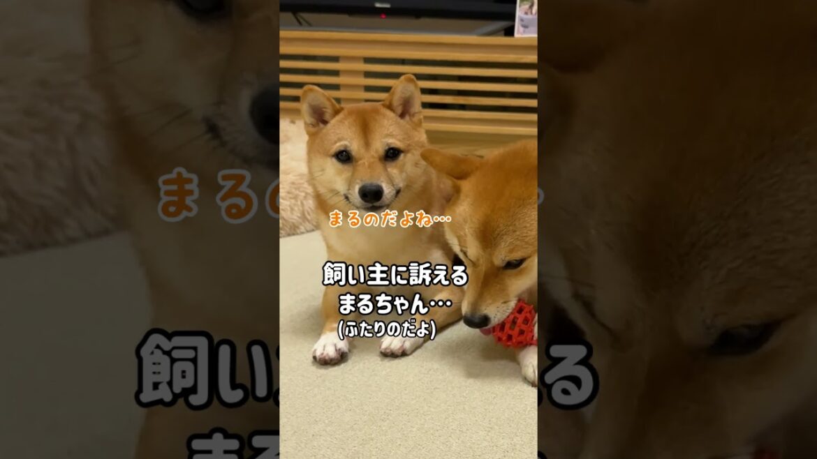 豆柴が複雑な顔をしている理由は一体…！？