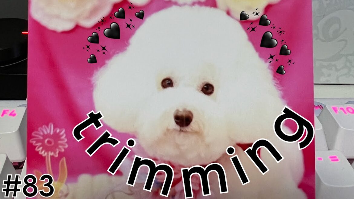 【Bichon Frise】トリミング後の可愛さ異次元 / ビションフリーゼ #83