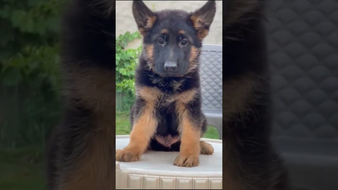 Limited puppy available! Don't wait, bring home your #longcoatgermanshepherd  today! 🐾 #shorts