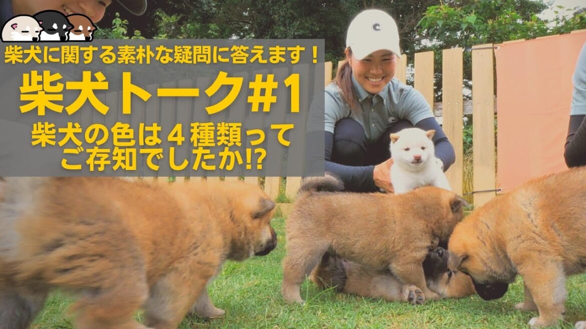 【白柴の親は黒柴?!】柴犬に関する素朴な疑問に柴犬ブリーダーが答えます！『柴犬トーク#1（柴犬の色について）』