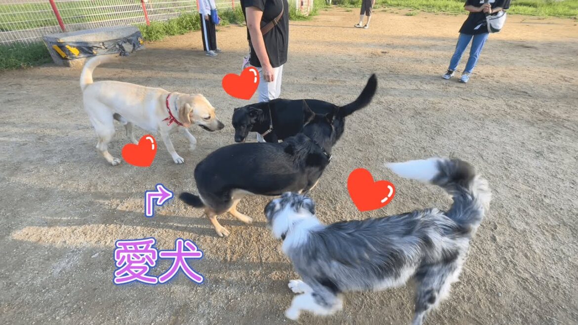 早朝にドッグランへ行ったら、普段は非モテの愛犬に奇跡が起きましたｗ