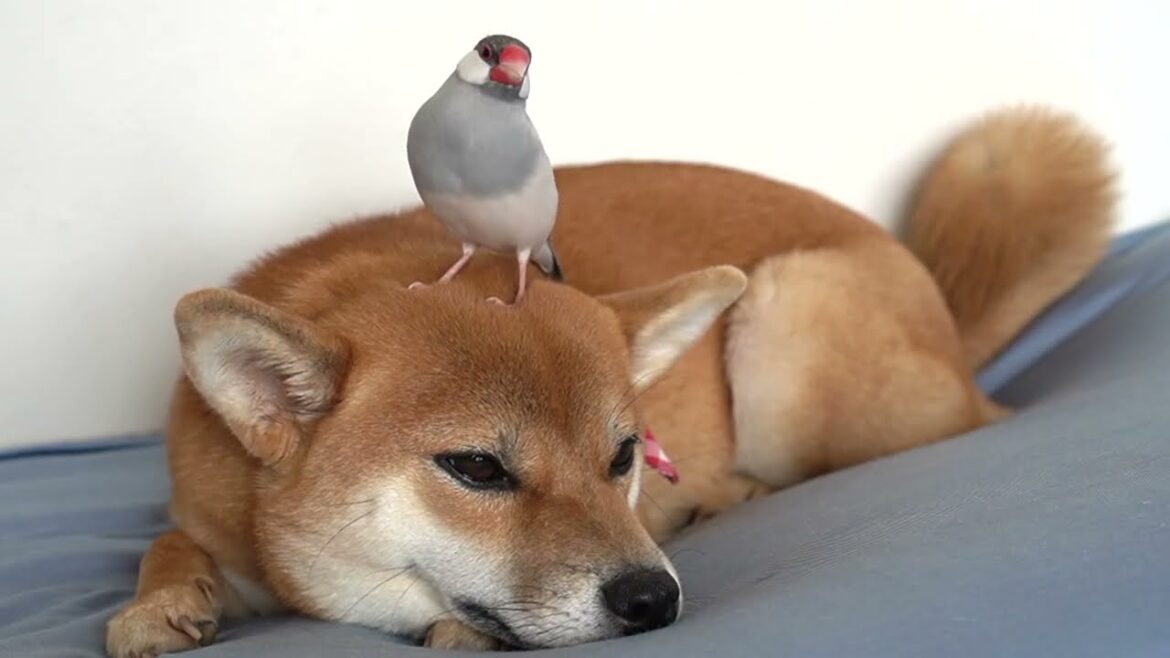 文鳥部屋で育った柴犬はこうなる　小夏1歳