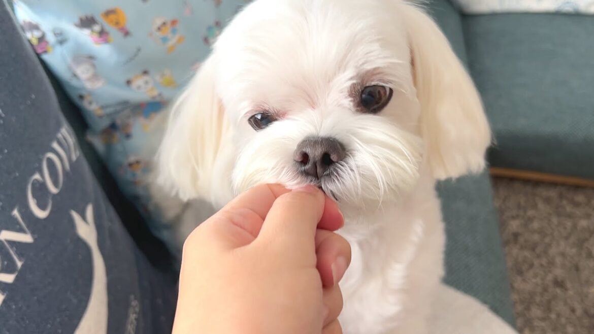 愛犬がこんなにワガママに育ったのは飼い主の責任です【マルチーズ】