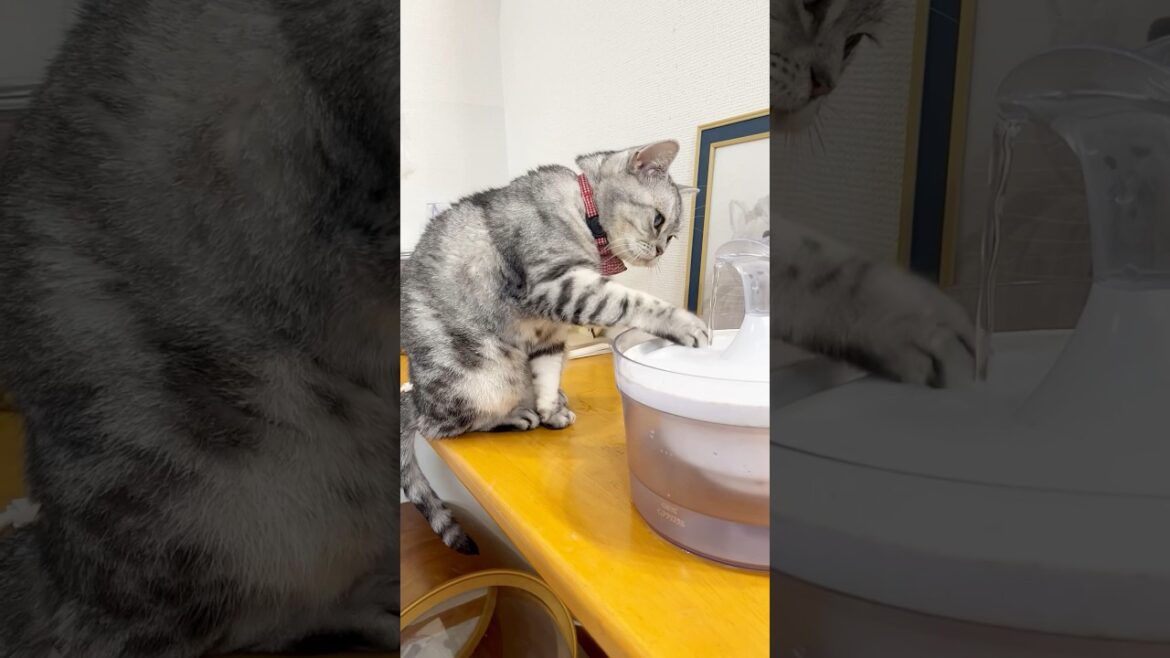 しみじみ飲む猫 #猫 #アメリカンショートヘア #shorts