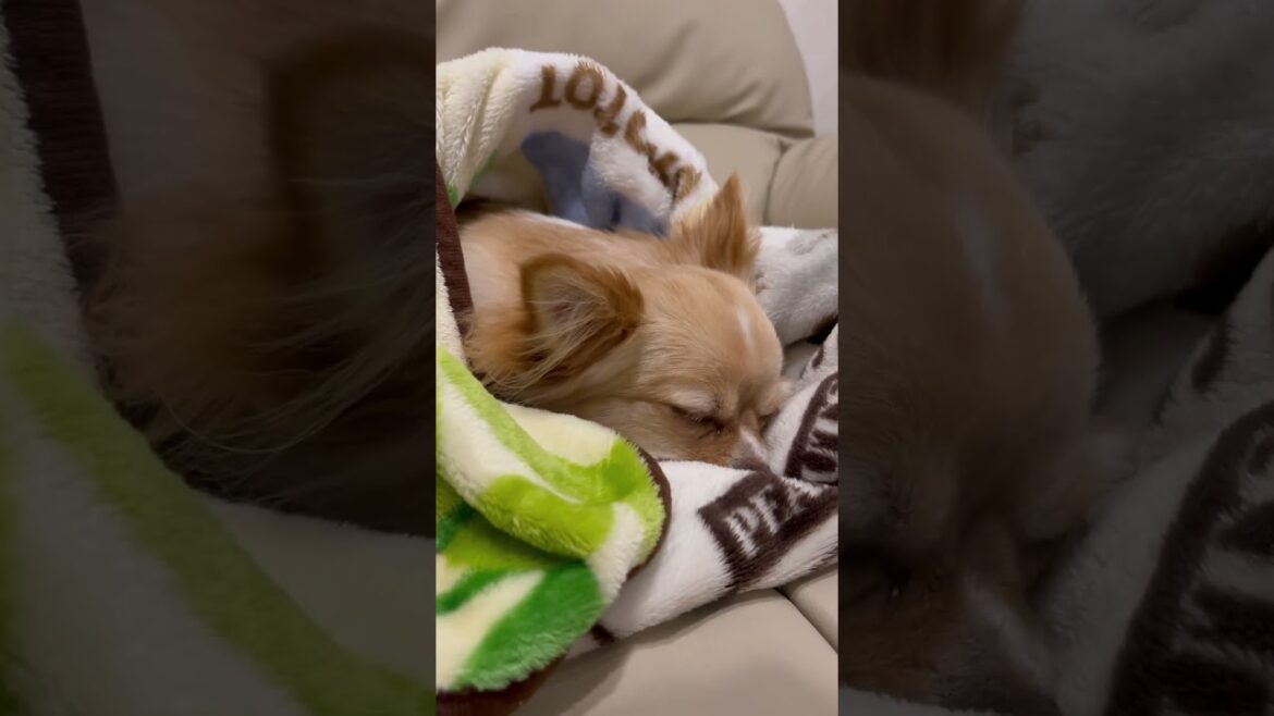 ブランケットが気持ちよくて眠くなったチワワ　#チワワ #ロングコートチワワ
