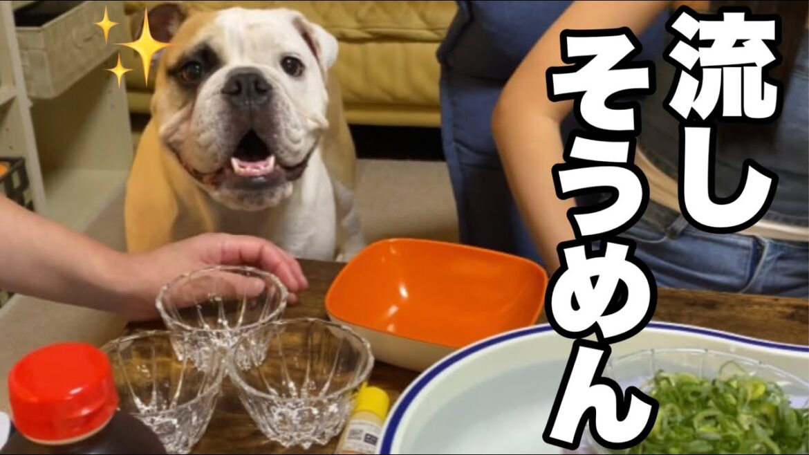 暑い日にそうめんを味わうブルドッグ！