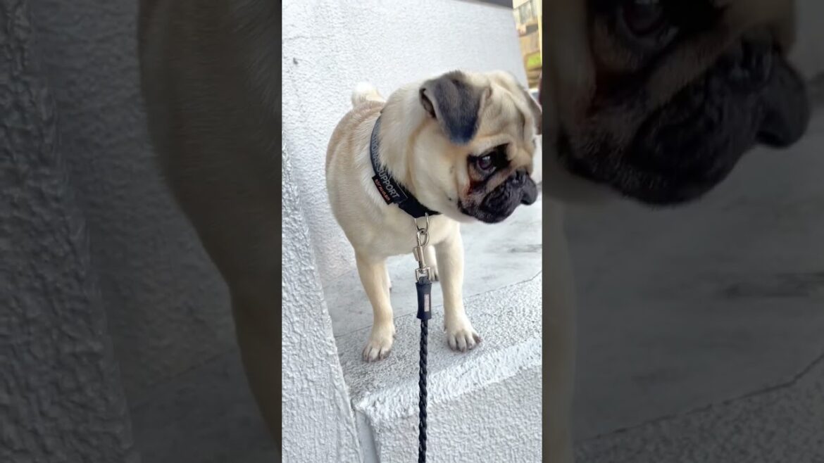 [パグ]🕵️‍♂️スパイごっこ?🤭 (SPY PUG) #shorts
