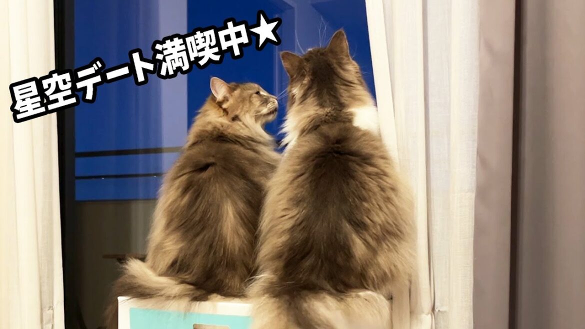 ラブラブ星空デート中の可愛い２匹の猫です ノルウェージャンフォレストキャット