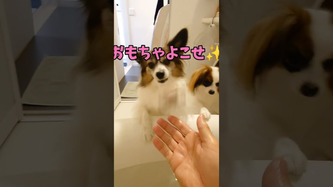 扉の向こうで待つ犬たち #パピヨン犬 #犬のお風呂 #可愛い犬