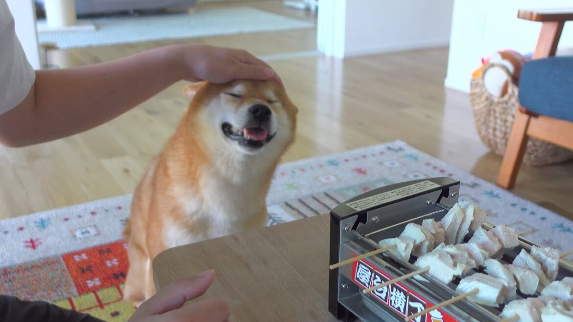 災難続きな柴犬にサプライズをしたら反応が可愛すぎました。