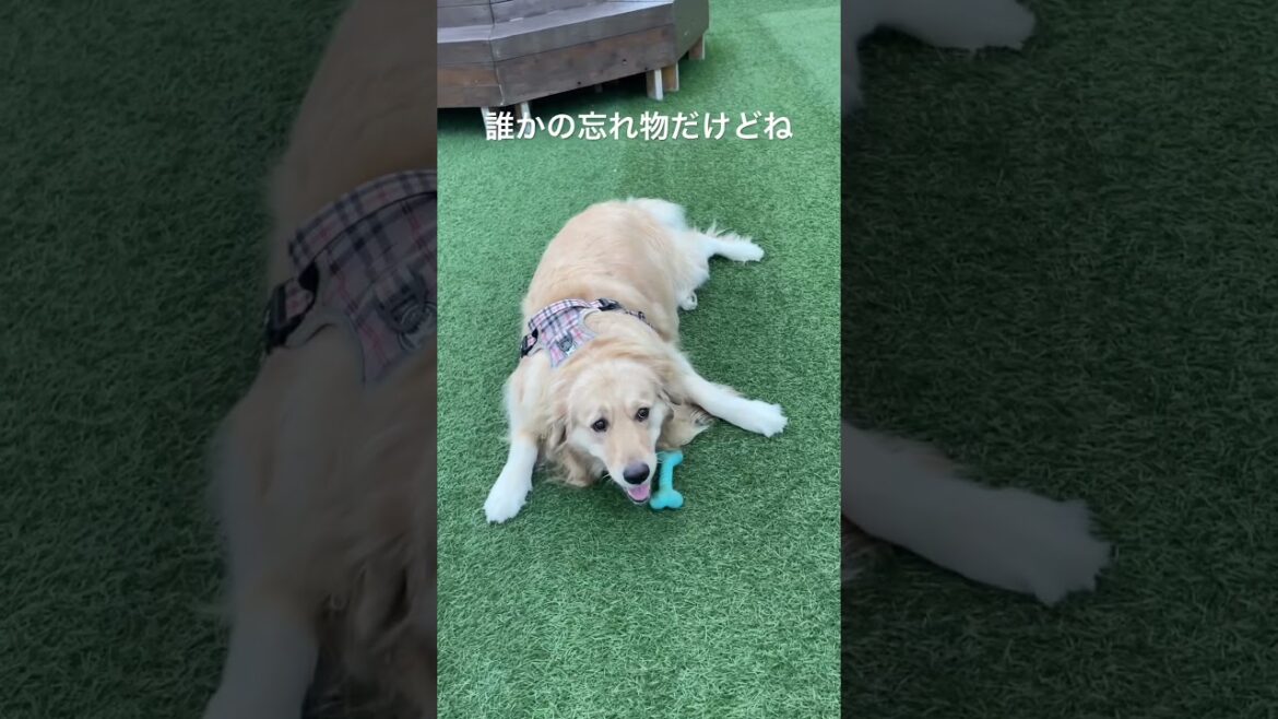 おもちゃ見つけて持ってきた　toy ゴールデンレトリバー　ボクサー犬