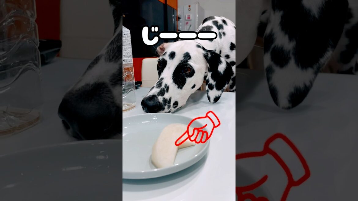 散々もらったのに目の前から梨が無くなるまでおねだり続けるダルメシアンwww #犬 #dog #ダルメシアン #多頭飼育 #shorts