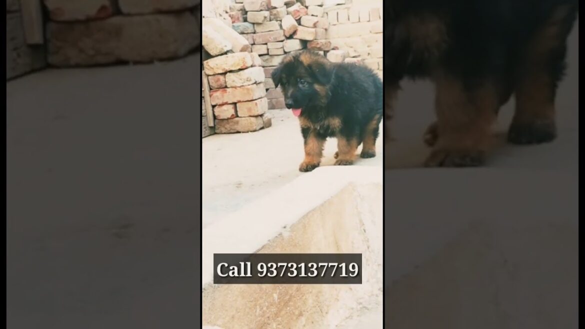 🔝 Kci Register Long-Haired German Shepherd #bestprice #Short #YTShort 9373137719