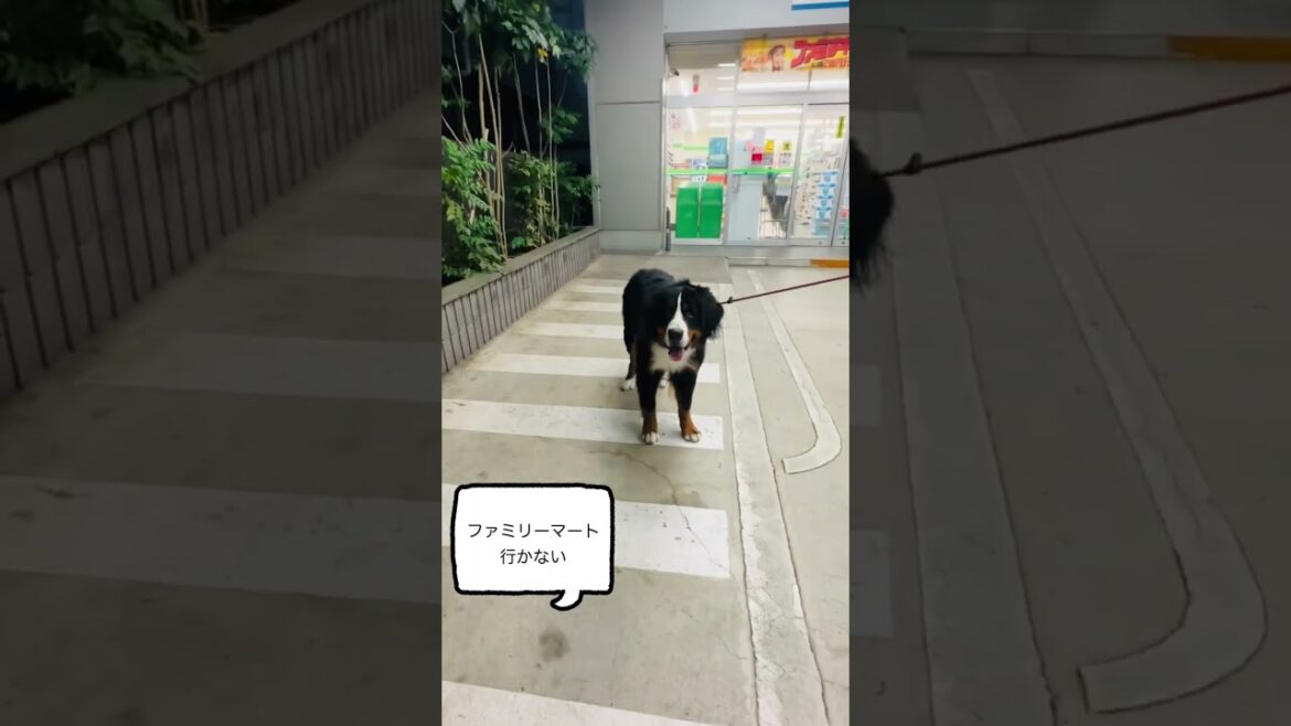 コンビニに寄りたがるバーニーズマウンテンドッグ