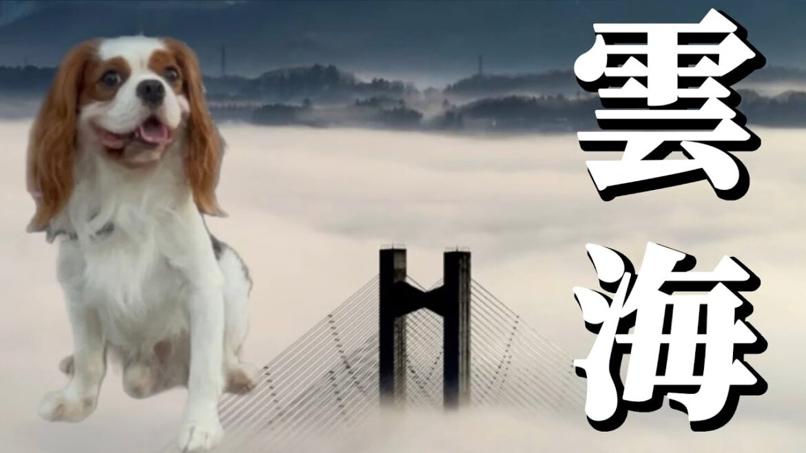 朝４時に起きて愛犬と絶景を見に行ってみたらまさかの結果に…